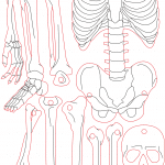 Esqueleto humano - Vector SVG DXF para CNC Router y Laser CO2 - Descargable gratis | Stanser