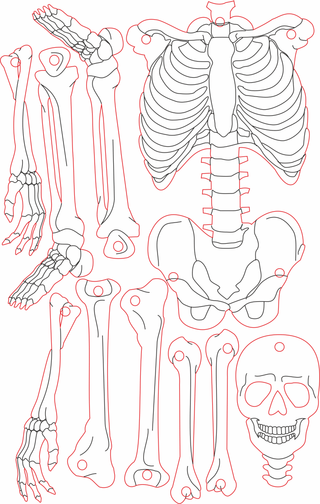 Esqueleto humano — vector para corte CNC