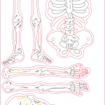 Esqueleto humano 2 - Vector SVG DXF para CNC Router y Laser CO2 - Descargable gratis | Stanser