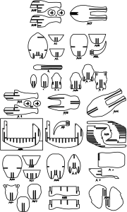 Elefante 2D