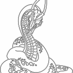Dragón serpiente - Vector descarganle para corte CNC y grabado laser gratis | Stanser