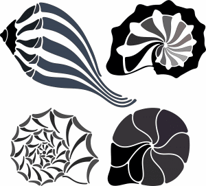 Colección conchas de mar