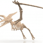 Esqueleto de Pterodáctilo - Vector descarganle para corte CNC y grabado laser gratis | Stanser