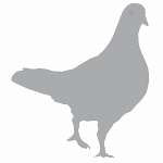 Sombra de paloma 6 - Vector descarganle para corte CNC y grabado laser gratis | Stanser