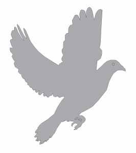 Sombra de paloma al vuelo 2