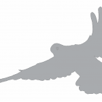 Sombra de paloma 3 - Vector descarganle para corte CNC y grabado laser gratis | Stanser