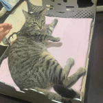Cama para gato (Calada) - Vector descarganle para corte CNC y grabado laser gratis | Stanser