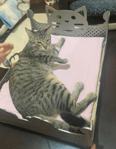 Cama para gato (Calada)