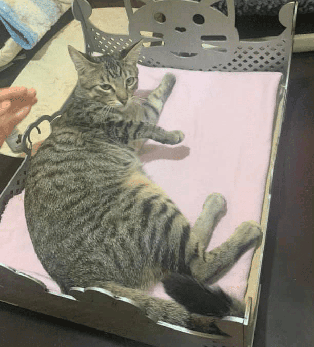 Cama para gato (Calada)