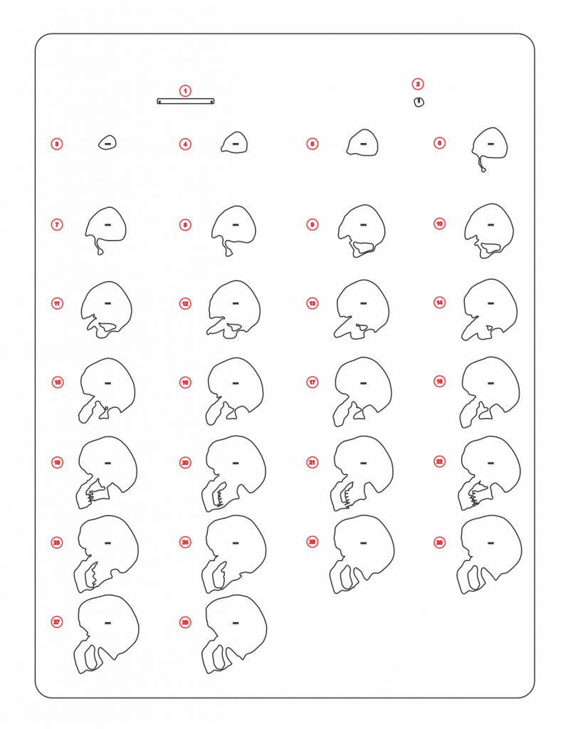 Cráneo en capas — vector para corte CNC