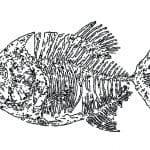 Fósil de piraña - Vector descarganle para corte CNC y grabado laser gratis | Stanser