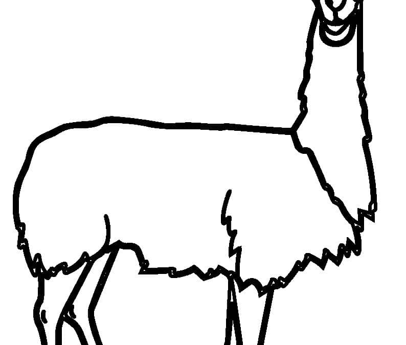 Llama