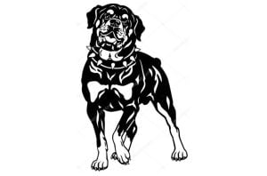 Perro Rottweiler