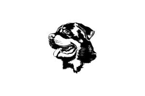 Cabeza Rottweiler